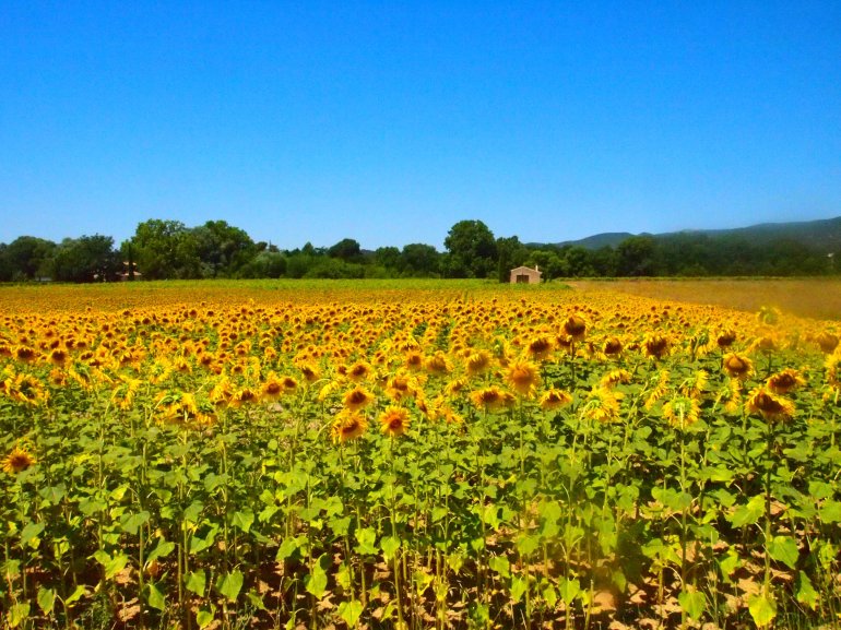 30167642_1810273172362151_7579502525061616114_o (1)